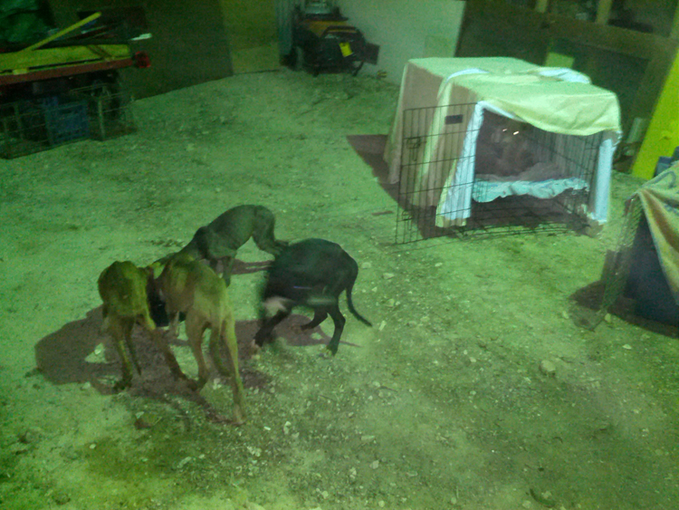 Emaciated Puppies