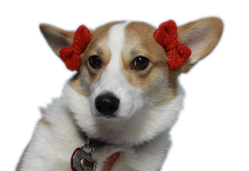 Return of the stupid bow, this time on Sam!