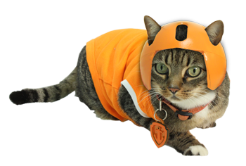 We got an outfit on a *barn* cat. I'm feeling pretty good about that.