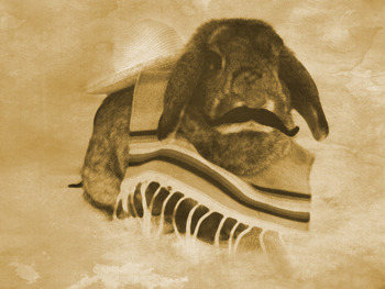 The cutest bun in the west.