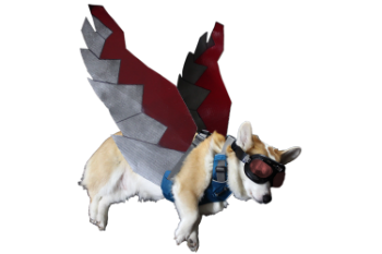 Falcorgi