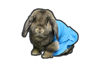 Bunbun as Lucy