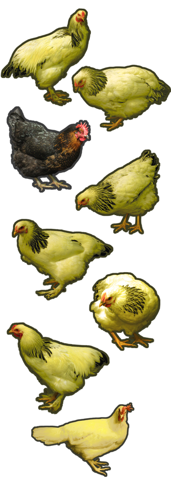 The chickens as woodstock's troop